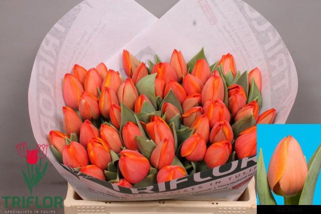 <h4>TU EN AD REM</h4>