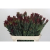 Leucadendron Blush Spray