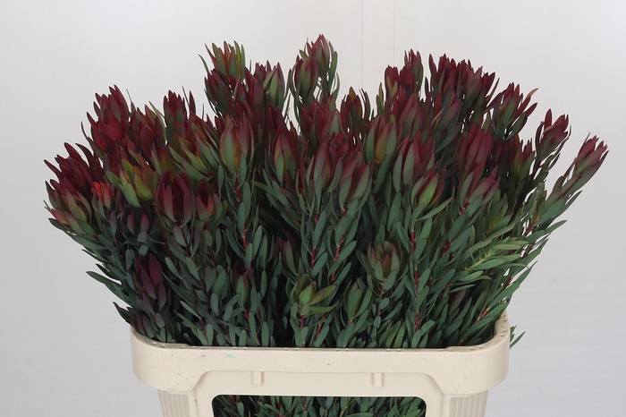 Leucadendron Blush Spray