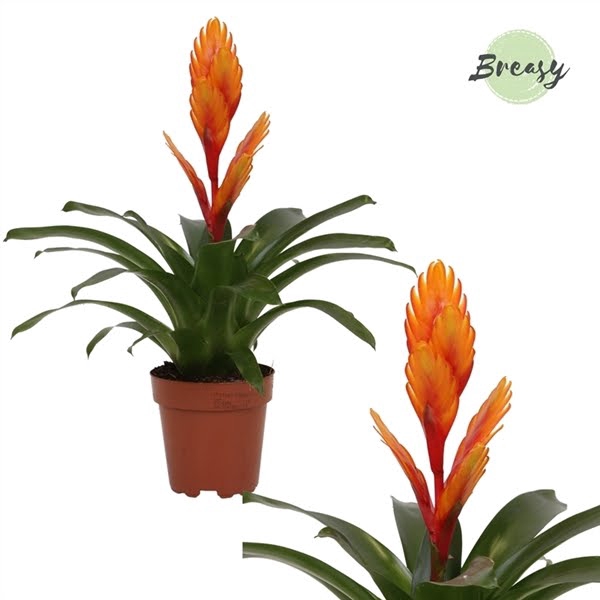 <h4>Vriesea Intenso Orange</h4>