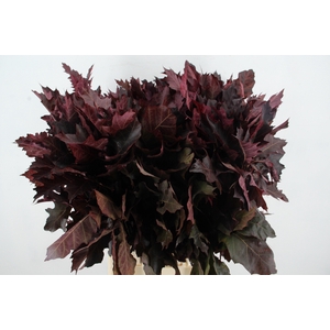 QUERC RUBRA ROOD OPGETROKKEN