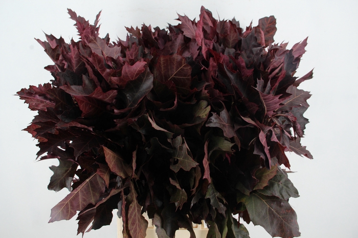 <h4>QUERC RUBRA ROOD OPGETROKKEN</h4>