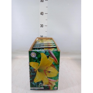 Flowerbulbs, corns or tubers   ...