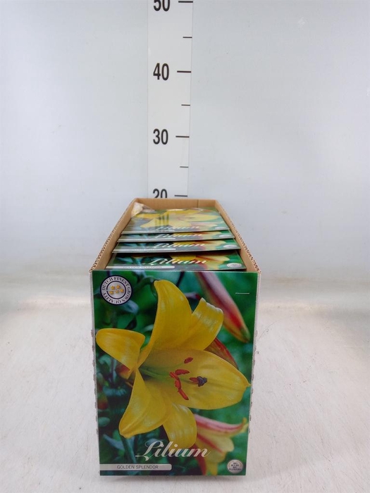 <h4>Flowerbulbs, corns or tubers   ...</h4>