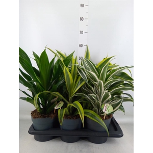 Dracaena frag.   ...mix 3