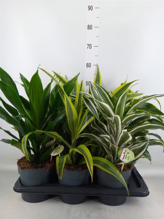 <h4>Dracaena frag.   ...mix 3</h4>