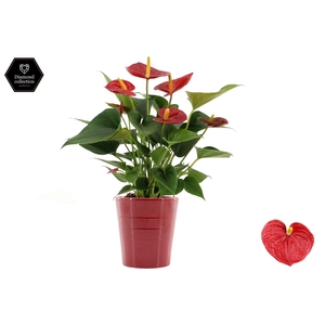 Anthurium Diamond Red in Linn ceramics