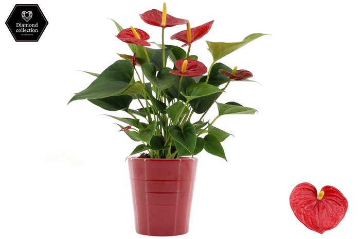 <h4>Anthurium Diamond Red in Linn ceramics</h4>