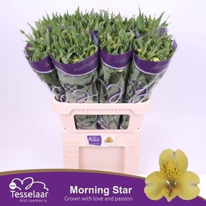 ALSTR MORNING STAR