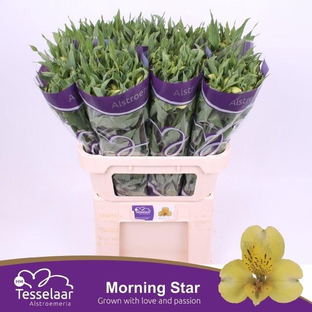 <h4>Alstr Morning Star</h4>