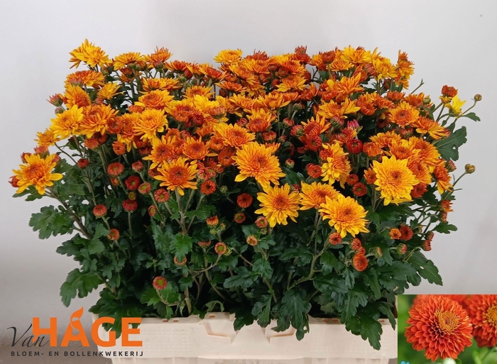 <h4>CHR T WENDY</h4>