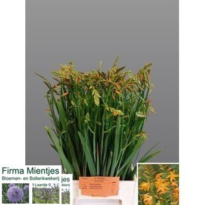 <h4>Crocosmia George Davison Mientjes</h4>