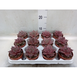 Echeveria  'Taurus'