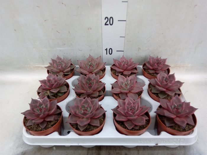 <h4>Echeveria  'Taurus'</h4>
