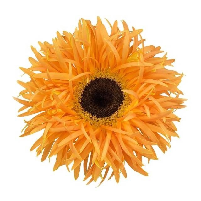 <h4>GE GS SPIDER BAMBU</h4>
