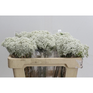 Ozothamnus Booming White