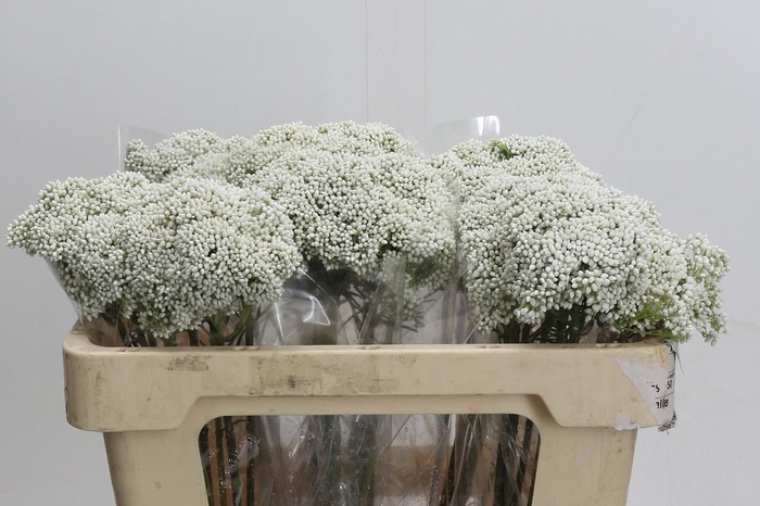 <h4>Ozothamnus Booming White</h4>