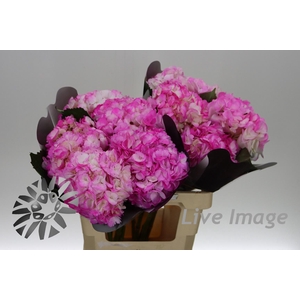 Hydrangea pink tips