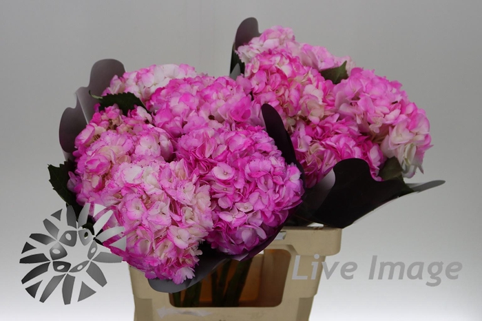 <h4>Hydrangea pink tips</h4>