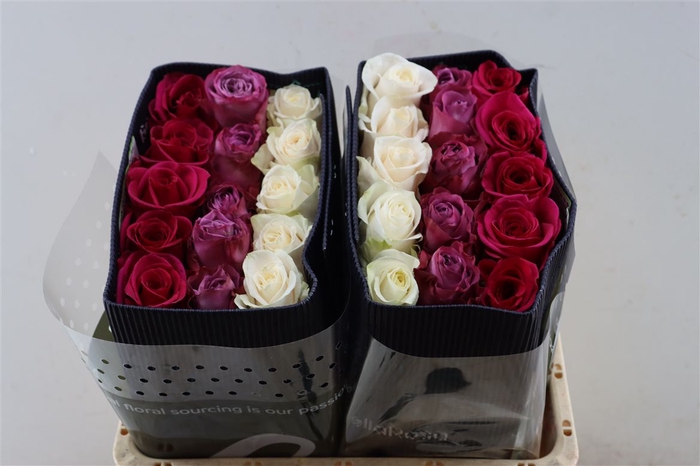 <h4>R Gr Rainbow Demure Blooming</h4>