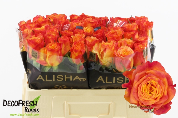 <h4>R Gr New Horizon Extra Alisha</h4>