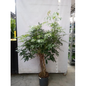 Schefflera arbor. 'Compacta'