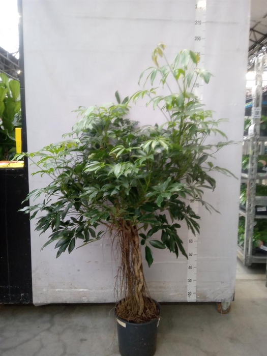 <h4>Schefflera arbor. 'Compacta'</h4>