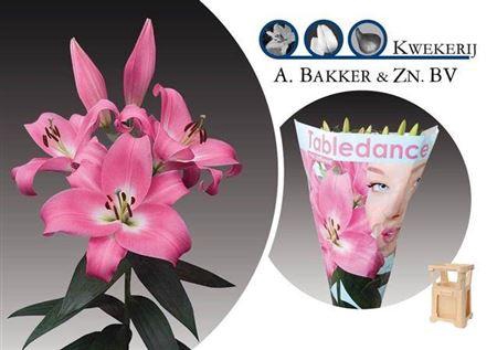 <h4>Li Ot Tabledance</h4>