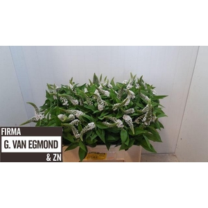 Lysim Clethroides
