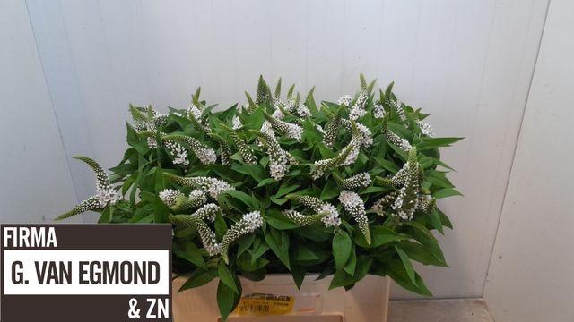 <h4>Lysim Clethroides</h4>
