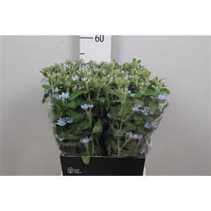 Oxy Co Tan Pure Blu