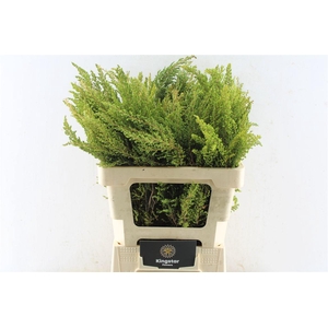 Kaaps Erica Greens
