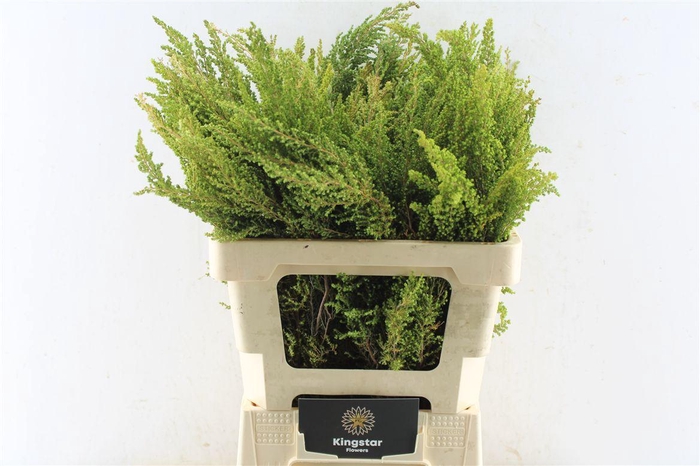 <h4>Kaaps Erica Greens</h4>