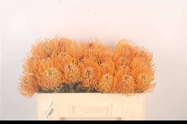 <h4>LEUCO AYOBA SUN</h4>