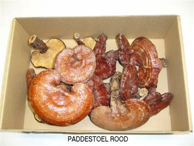 <h4>K42 PADDESTOEL GROOT</h4>