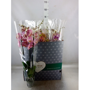 Phalaenopsis   ...mix