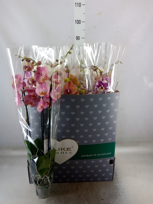<h4>Phalaenopsis   ...mix</h4>