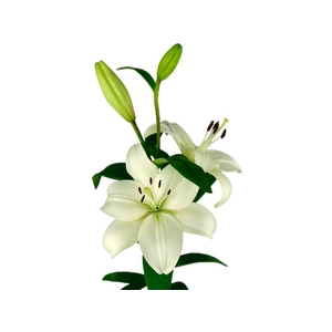 LIRIO RICHMOND(R) 080 CM HT 2/3 FLS