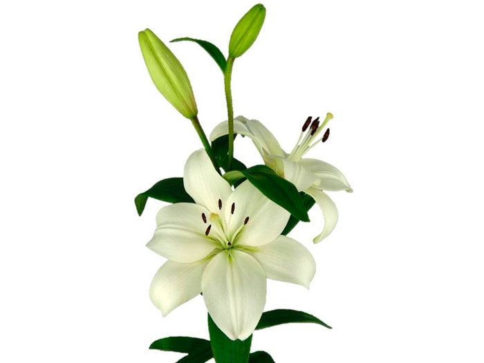 <h4>LIRIO RICHMOND(R) 080 CM HT 2/3 FLS</h4>