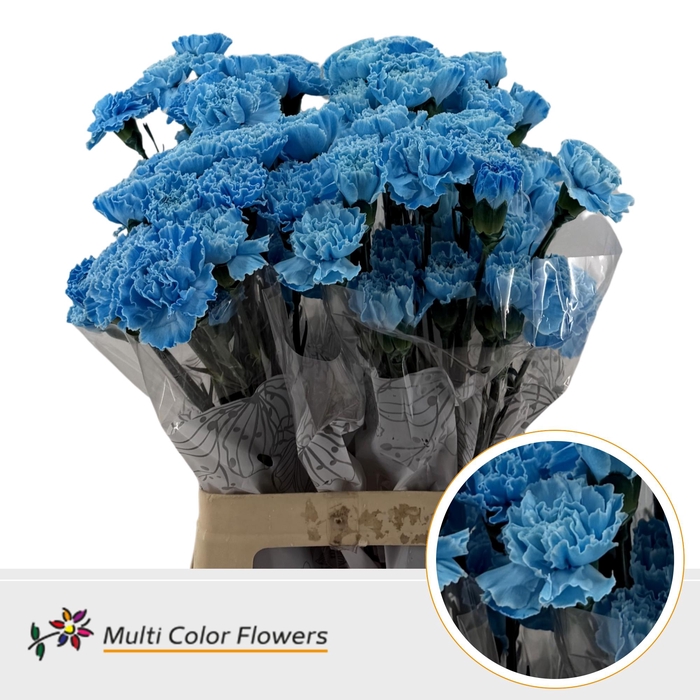 <h4>Di St Blauw Licht</h4>