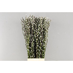 Salix Snow Flake  90cm