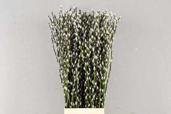 <h4>Salix Snow Flake  90cm</h4>