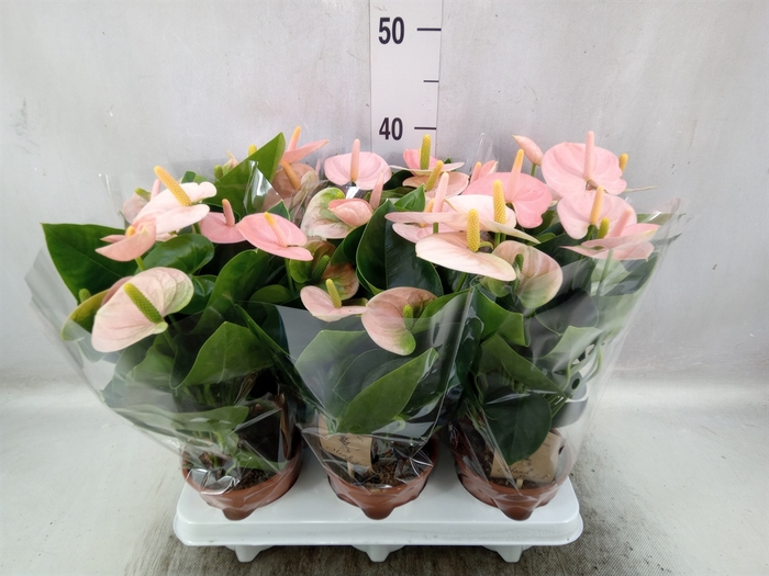 <h4>Anthurium andr. 'Spirit'</h4>