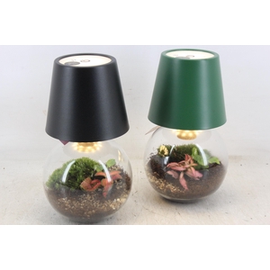 arr3 WR - Terrarium cosmolight x6