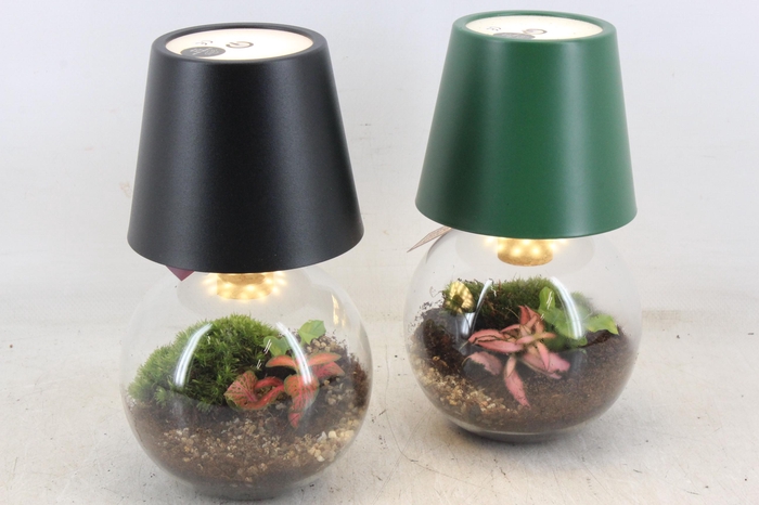 <h4>arr3 WR - Terrarium cosmolight x6</h4>