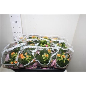 ** Kal Ge Gem Tweekl Bl * Winter Promo *