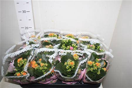 ** Kal Ge Gem Tweekl Bl * Winter Promo *