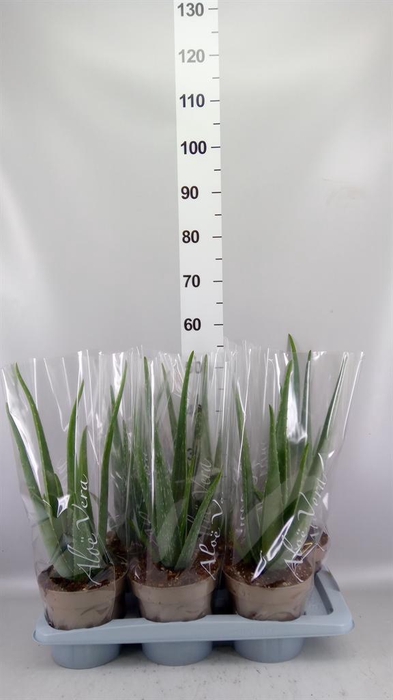 <h4>Aloe vera</h4>