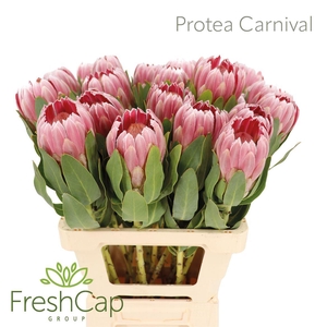 Protea 'Carnival'