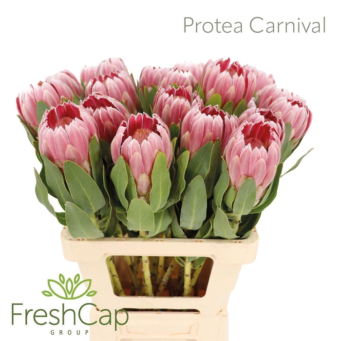 <h4>Protea 'Carnival'</h4>
